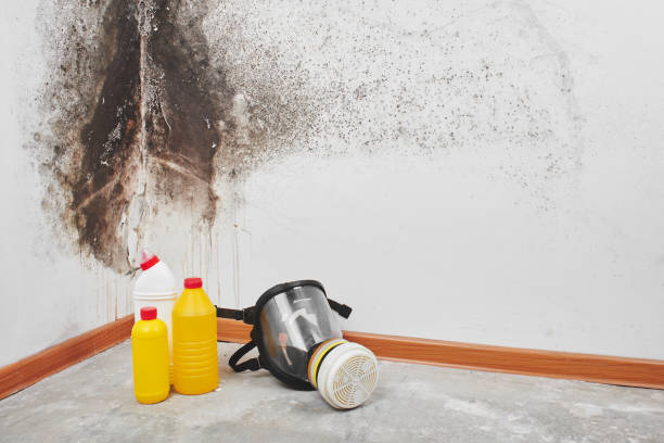 Best Home Mold Removal  in Greenville, TX