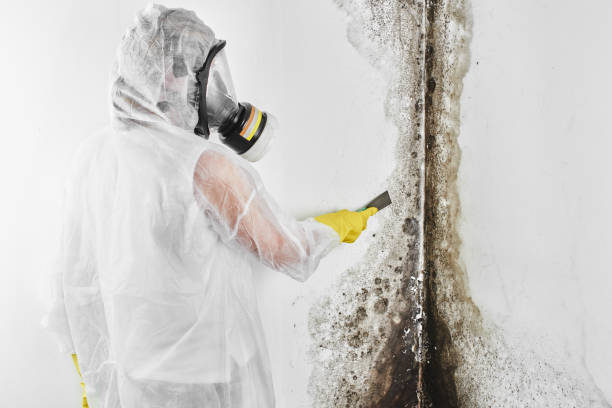 Crawl Space Mold Removal in Greenville, TX