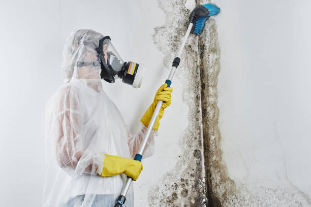 Mold Removal and Inspection in Greenville, TX