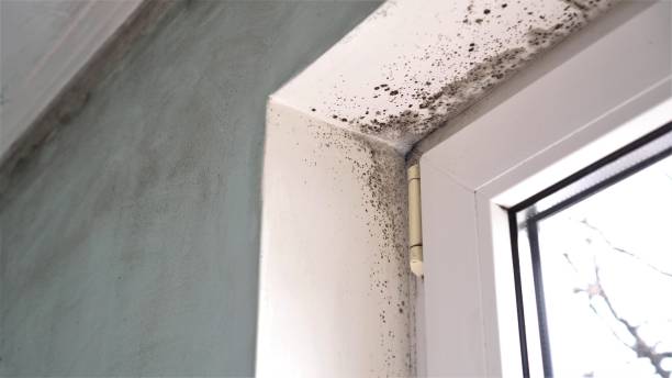 Best Home Mold Removal  in Greenville, TX