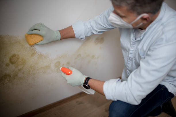 Best Mold Removal and Inspection  in Greenville, TX