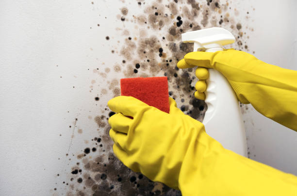 Best Mold Cleaning Services  in Greenville, TX