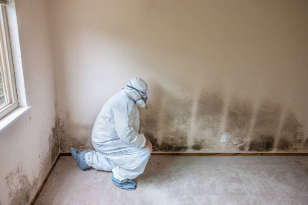 Best Commercial Mold Removal  in Greenville, TX
