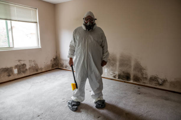 Best Residential Mold Removal  in Greenville, TX