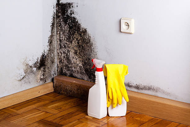 Best Attic Mold Removal  in Greenville, TX